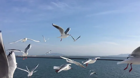 Seagull flying slow motion Vídeo Stock 67200827