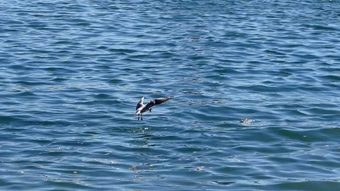 Seagull flying in slow motion. Stock Footage 75228482