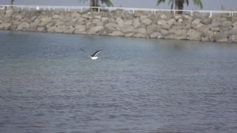 Seagull Flying In Slow Motion Stock-Footage 80389750