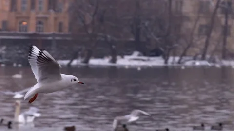 Seagull flying slow motion Stock Footage 82229028