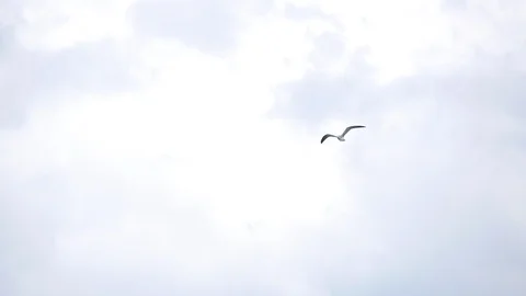 Seagull Flying in Slow Motion Stock Footage 91224377