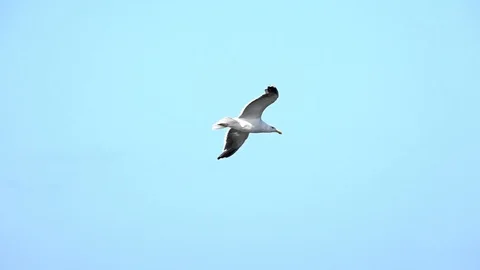 Seagull flying in slow motion Stock Footage 94406530