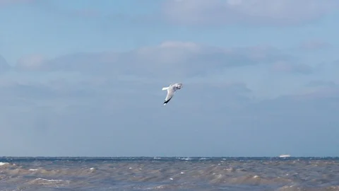 Seagull flying in slow motion Stock Footage