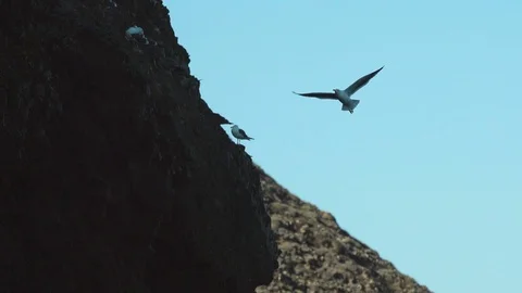 Seagull flying in slow-motion over a cliff full of seagulls 스톡 동영상 88285836