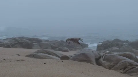 Seagull flying in slow motion over rocks on beach in dense fog over the ocean Video stock 116176900