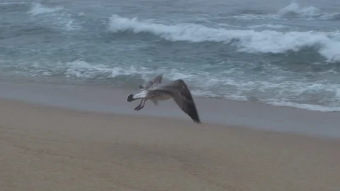 Seagull flying in slow motion over beach into dense fog over the ocean Stock Footage 116179846