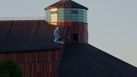 Seagull Flying Slow Motion Over Building Rooftop, Frutillar, Chile Stock Footage 338367816