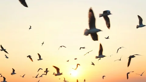 Seagull flying slow motion with sunset. 库存影片 121491239