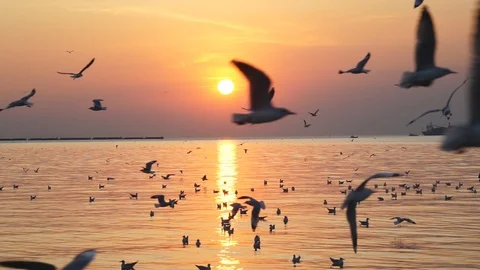 Seagull flying slow motion with sunset. Vídeo Stock 121491445