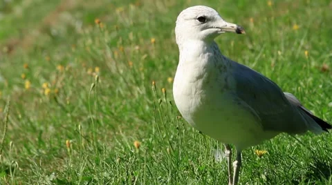 Seagull flying off with small flock Stock-Footage 8669581