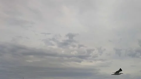 Seagull Flying Soaring Across Overcast Cloudy Sky Video stock 345098343