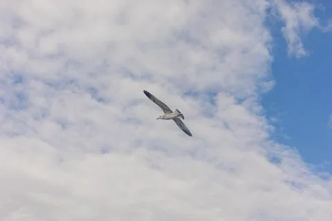 Seagull Flying with Spread Wings Under Cloudy Blue Sky Stock Photos
