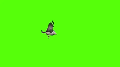 Seagull Flying Static Green Screen Animation 4k Rendering Stock Footage 296203749