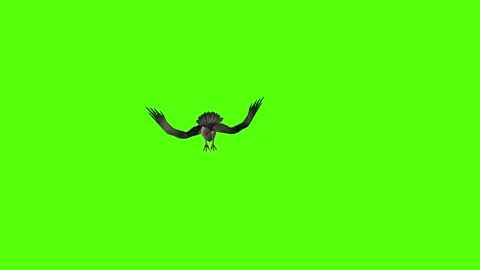 Seagull Flying Static Green Screen Animation 4k Rendering Video stock 296203752