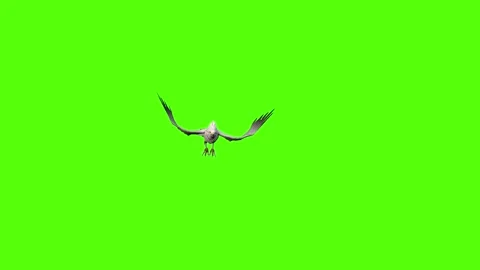Seagull Flying Static Green Screen Animation 4k Rendering Video stock 296203755