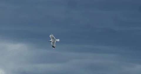 Seagull flying, storm cloud in the background Stock Footage 112112932