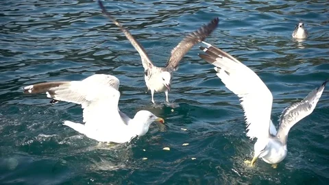 Seagull flying straight towards camera in slow motion during fish hunting Stock Footage 79408390