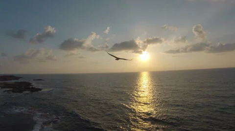 Seagull Flying Into the Sunset Stock Footage 43042257