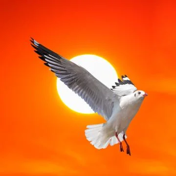 Seagull flying at sunset Stock Photos