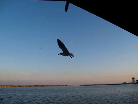 A Seagull Flying At Sunset Stock Photos