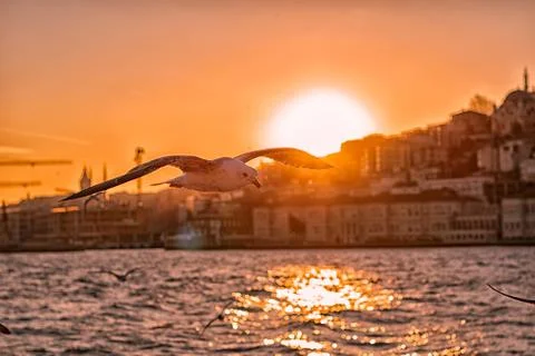 Seagull flying at sunset Stock Photos