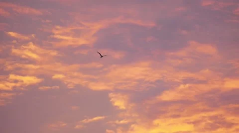 Seagull flying on sunset sky background Stock Footage 65427716