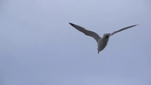 Seagull flying in super slow Stock Footage 92473843