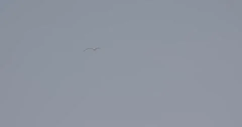 Seagull Flying Through Sky – 4K Ungraded Cinematic Shot Stock Footage 320105321