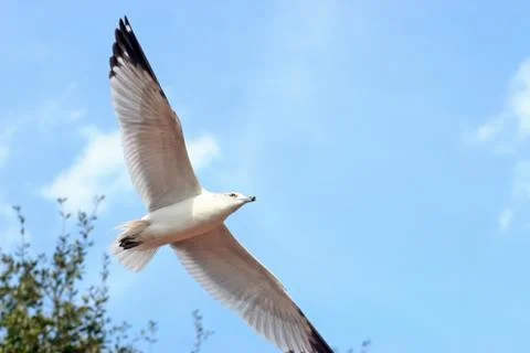 A seagull is flying through the sky Stock Photos
