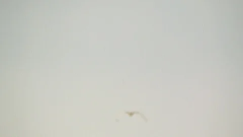 Seagull flying through the spring rain in the city Stock Footage 88704654