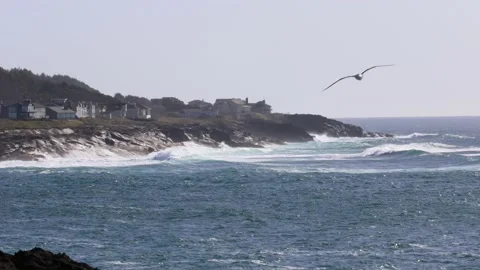 Seagull Flying Toward Camera 스톡 동영상 179275025