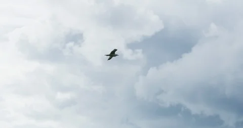 Seagull flying towards a storm cloud. Stock Footage 112112959