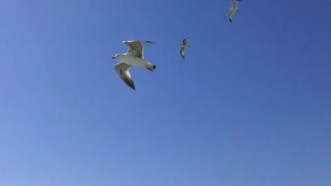 Seagull flying towards the sun in a cloudless sky 動画素材 239465213