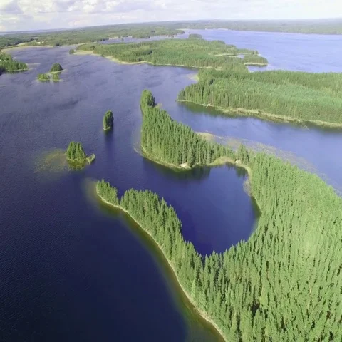 Seagull flying under camera by a lagoon island at lake Saimaa in Finland, aerial Stock Footage 69557751