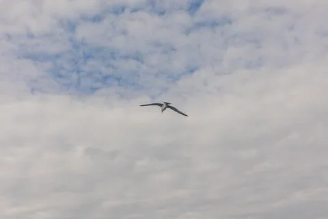 Seagull Flying Under Cloudy Sky in Istanbul Stock Photos