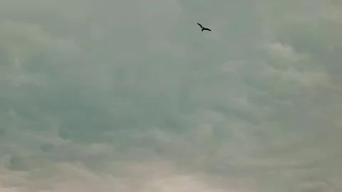 Seagull Flying Under Grey Clouds With Glowing White Edges Stock-Footage 255322034
