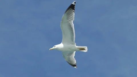 Seagull flying very close to camera in slow motion Stock-Footage 77258761
