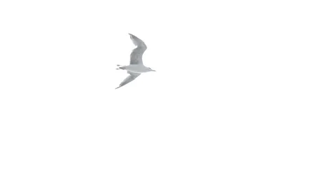 Seagull flying very close to camera in slow motion. 스톡 동영상 82155746