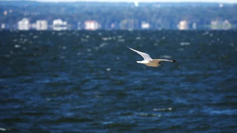 Seagull flying very close to camera in slow motion. City on background Stock Footage