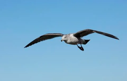 Seagull Flying Waves Stock Photos