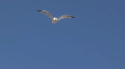 Seagull flying while looking for food Stock Footage 11143787