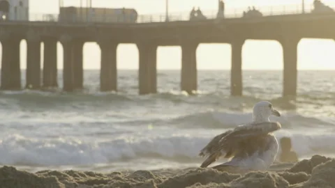 Seagull flys away at sunset Stock-Footage 209160274