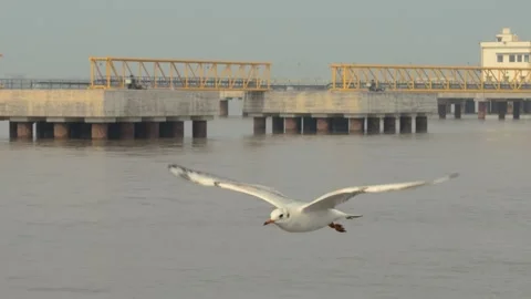 Seagull flys Stock Footage 133422499