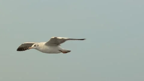 Seagull flys Stock Footage 133422665