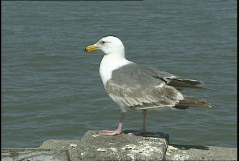 Seagull 库存影片 62173