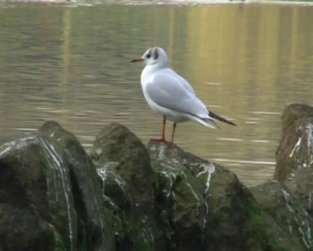 Seagull Vidéo 64112