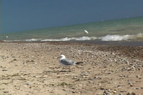Seagull Video stock 81381