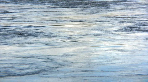 Seagull Video stock 82581