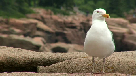 Seagull Video stock 146528
