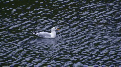 SEAGULL Stock Footage 264406